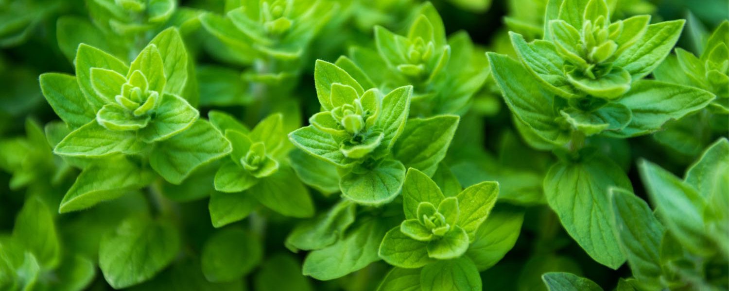 Oregano für Pferde - Pferdperfekt Kräuterfibel