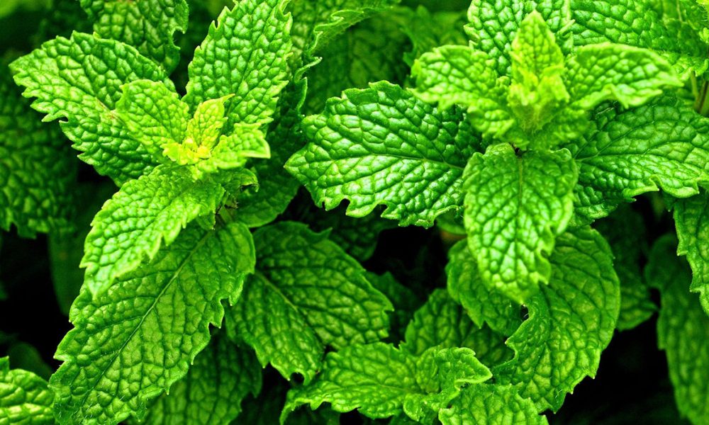 Pfefferminze für Pferde - Pferdperfekt-Kräuterfibel