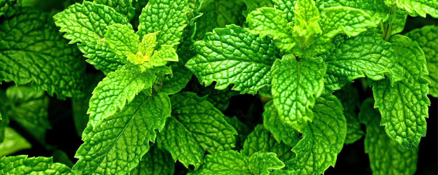 Pfefferminze für Pferde - Pferdperfekt-Kräuterfibel