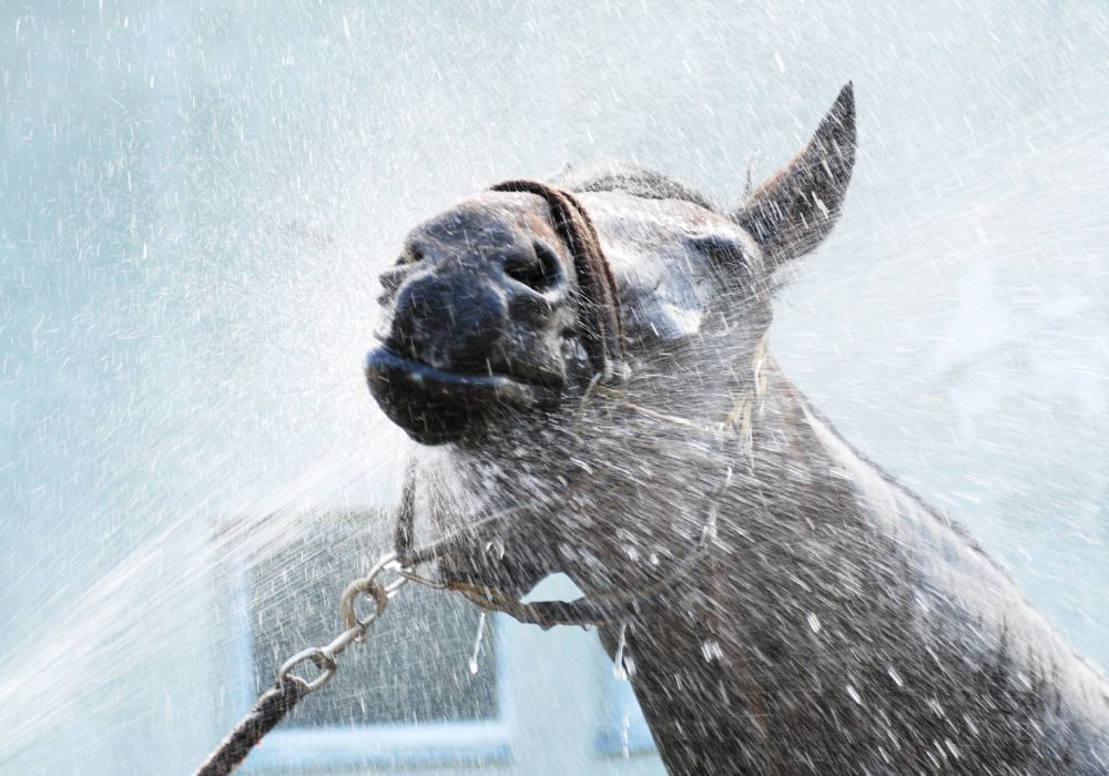 Pferd wird am Kopf abgespritzt – sanfte Abkühlung und Pflege an warmen Tagen