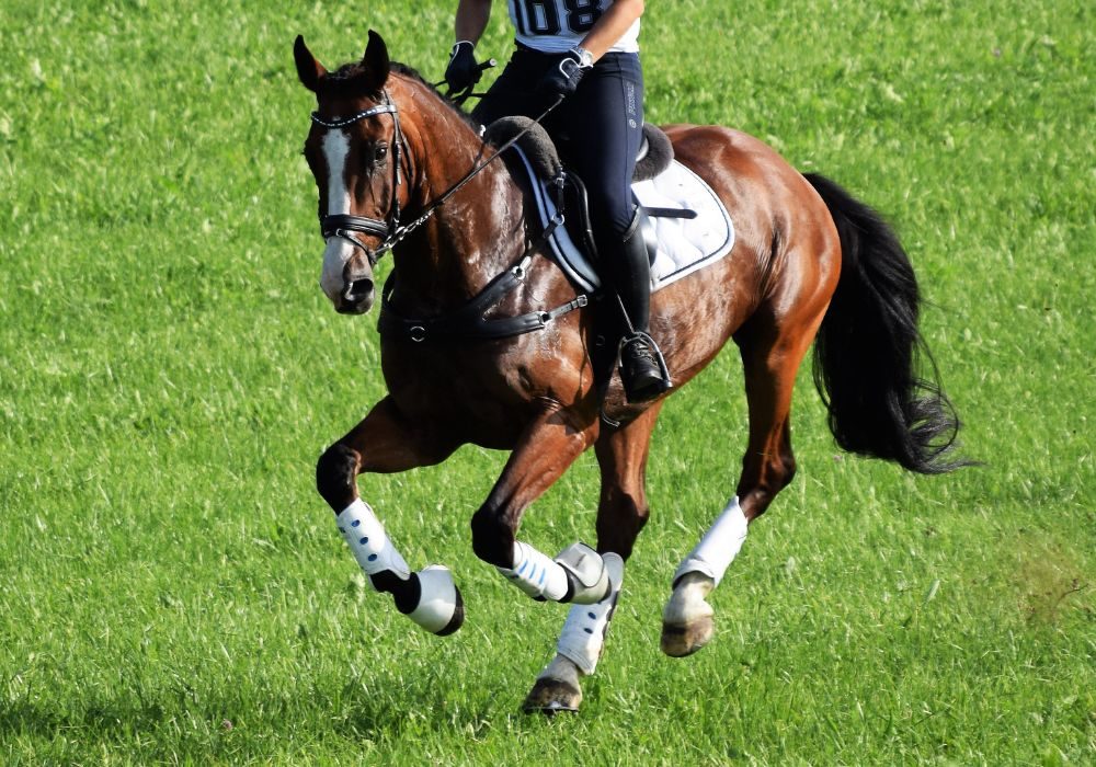 Vielseitigkeitspferd in Action beim Geländeritt