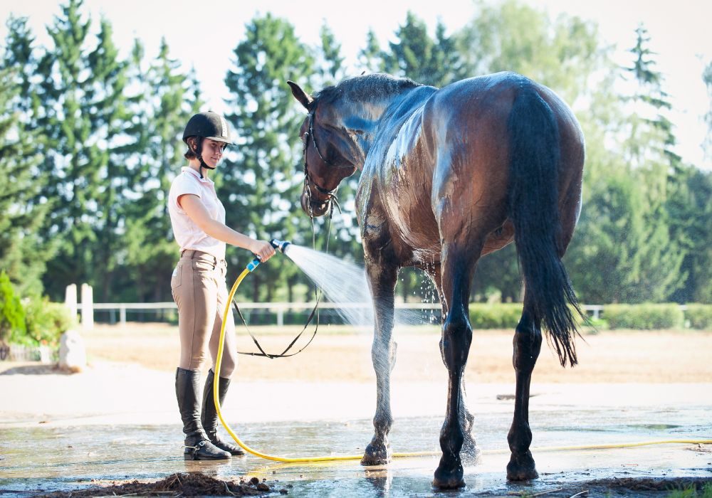 Pferd wird gewaschen und gekühlt – Fellpflege und Erfrischung nach dem Training