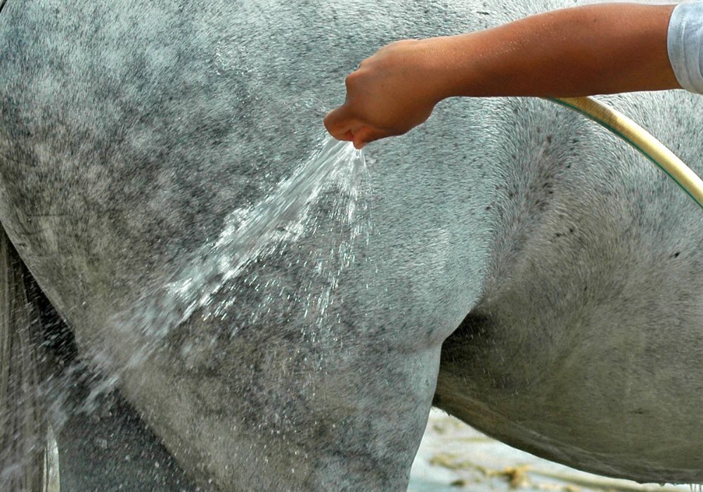 Krupp eines Schimmels wird mit Schlauch gekühlt – Regeneration und Abkühlung nach dem Training