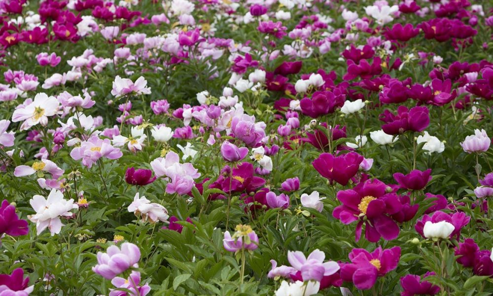 Pfingstrose für Pferde - Pferdperfekt Kräuterfibel