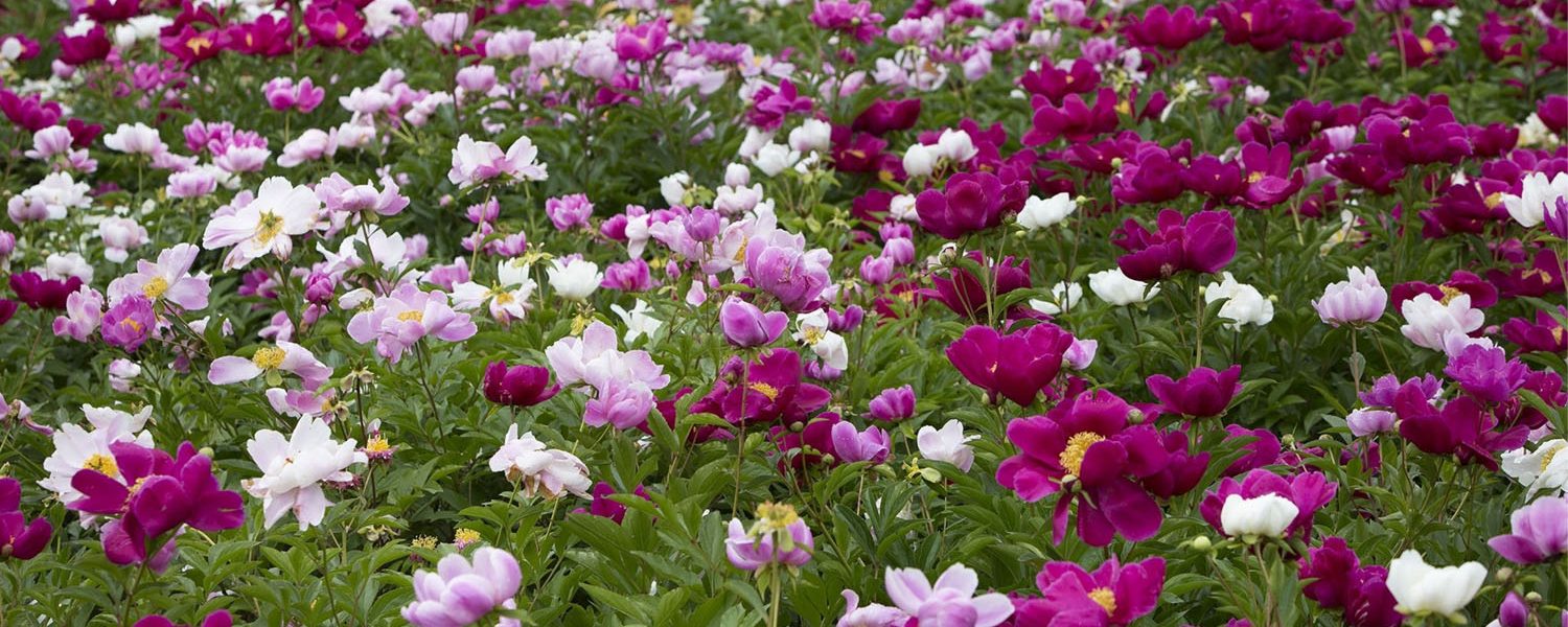 Pfingstrose für Pferde - Pferdperfekt Kräuterfibel