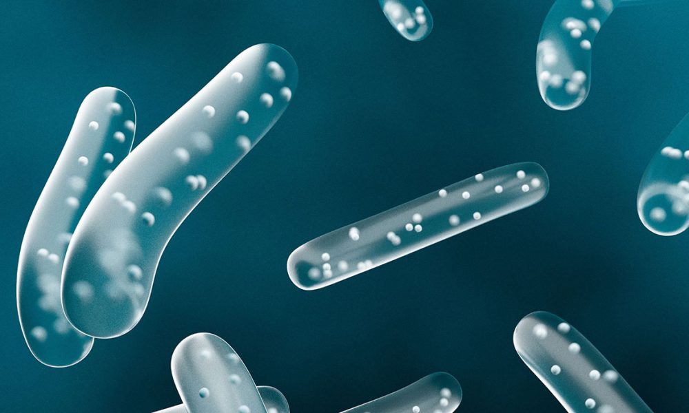 Prä- & Probiotika für Pferde - Pferdperfekt-Kräuterfibel