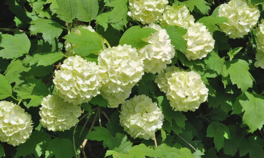 Rinde des gewöhnlichen Schneeballs für Pferde - Pferdperfekt Kräuterfibel