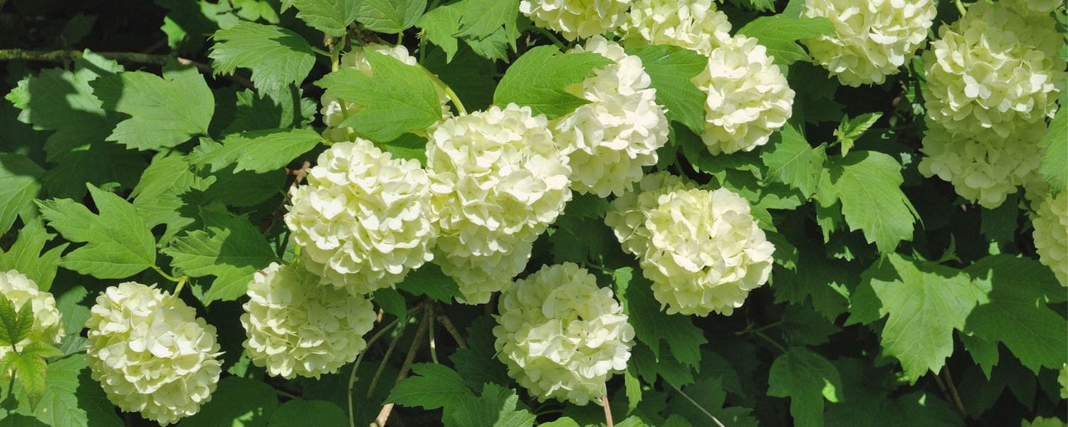 Rinde des gewöhnlichen Schneeballs für Pferde - Pferdperfekt Kräuterfibel