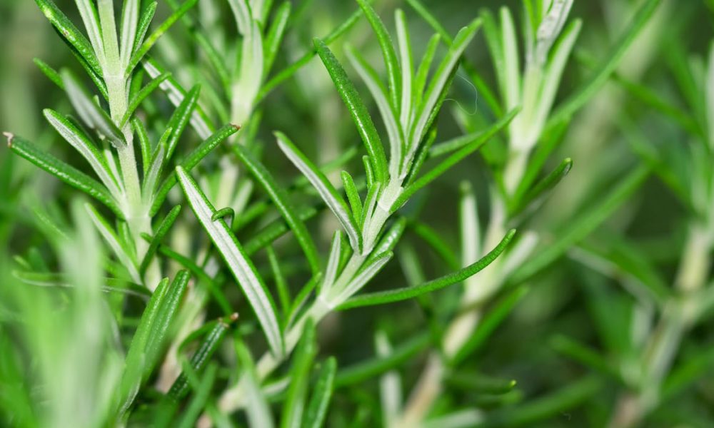 Rosmarin für Pferde - Pferdperfekt Kräuterfibel