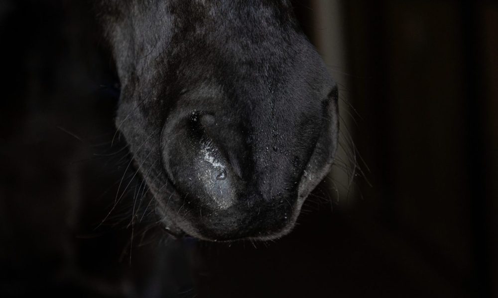 Pferd mit leichtem Nasenausfluss – sanfte Hilfe durch Inhalation