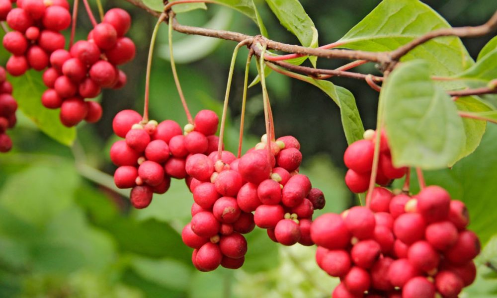 Schisandra für Pferde - Pferdperfekt Kräuterfibel