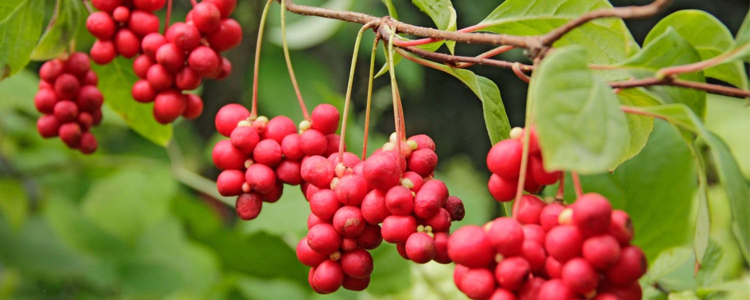 Schisandra für Pferde - Pferdperfekt Kräuterfibel