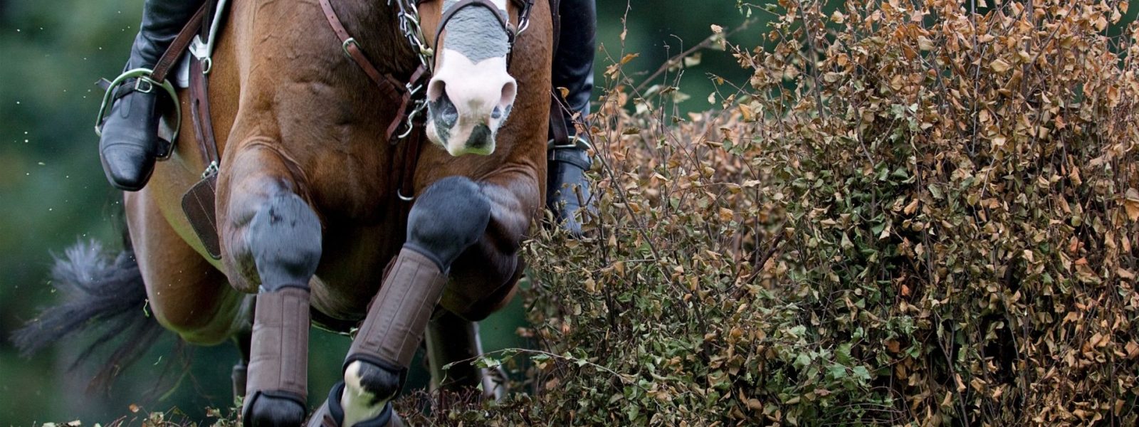 Vielseitigkeitspferd springt über Hecke