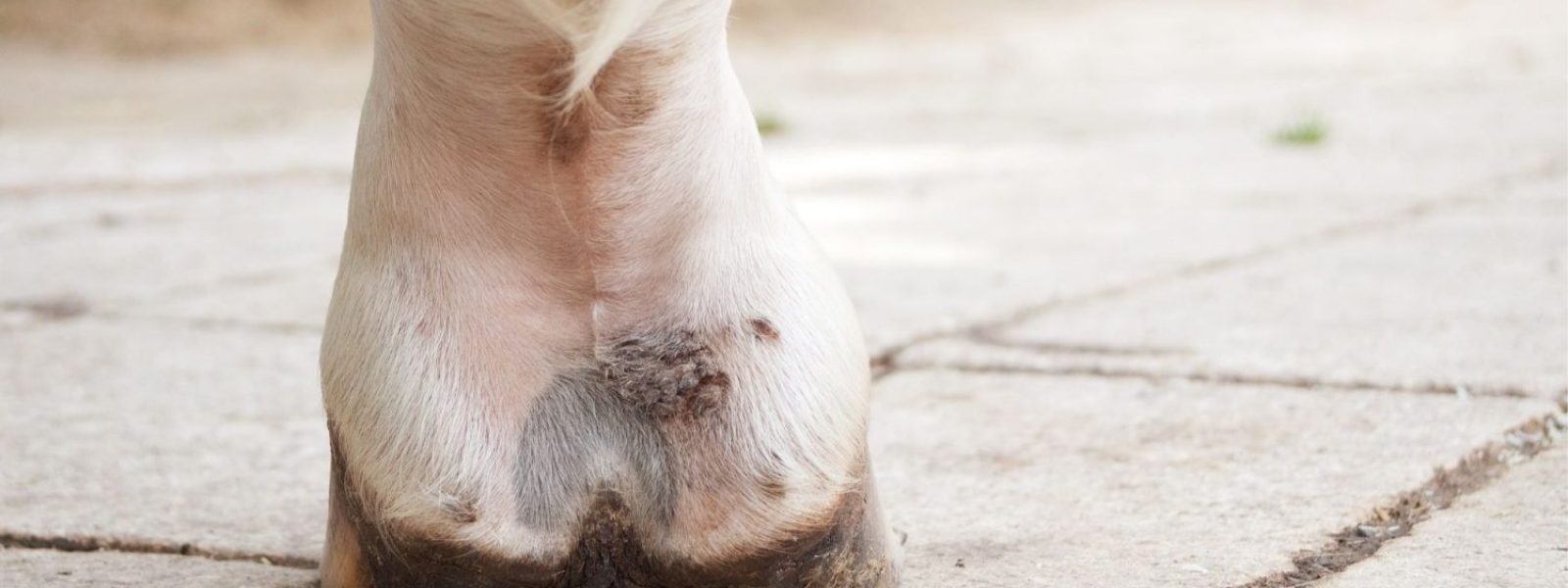 Pferd mit Mauke in weißer Fesselbeuge