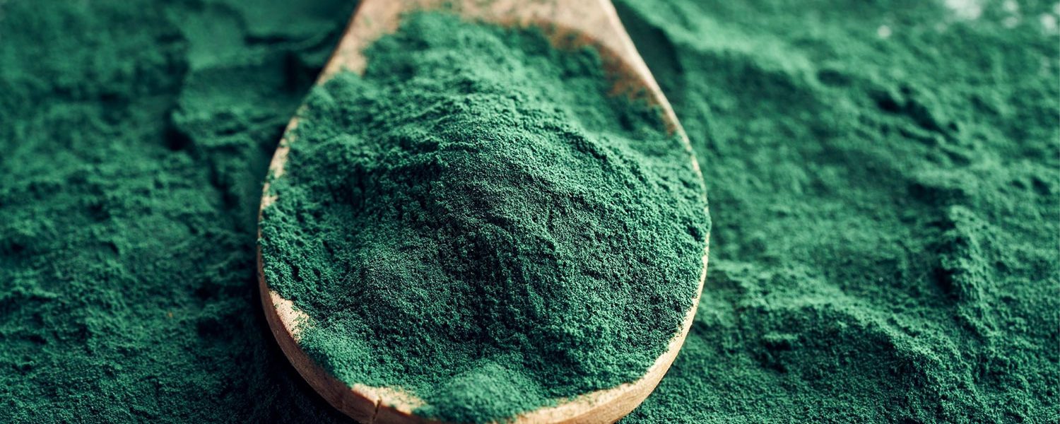Spirulina für Pferde - Pferdperfekt-Kräuterfibel