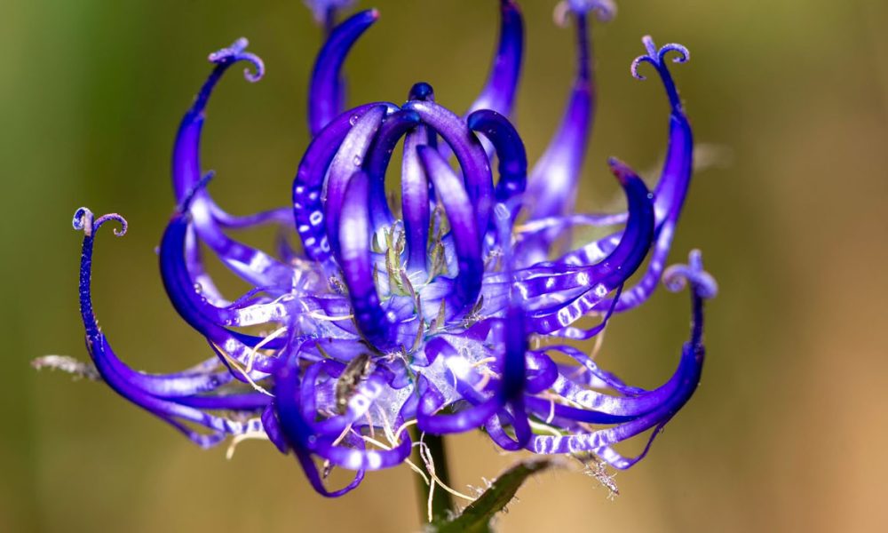 Teufelskralle für Pferde - Pferdperfekt Kräuterfibel