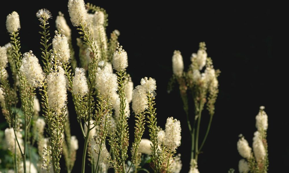 Trauben-Silberkerze für Pferde - Pferdperfekt Kräuterfibel