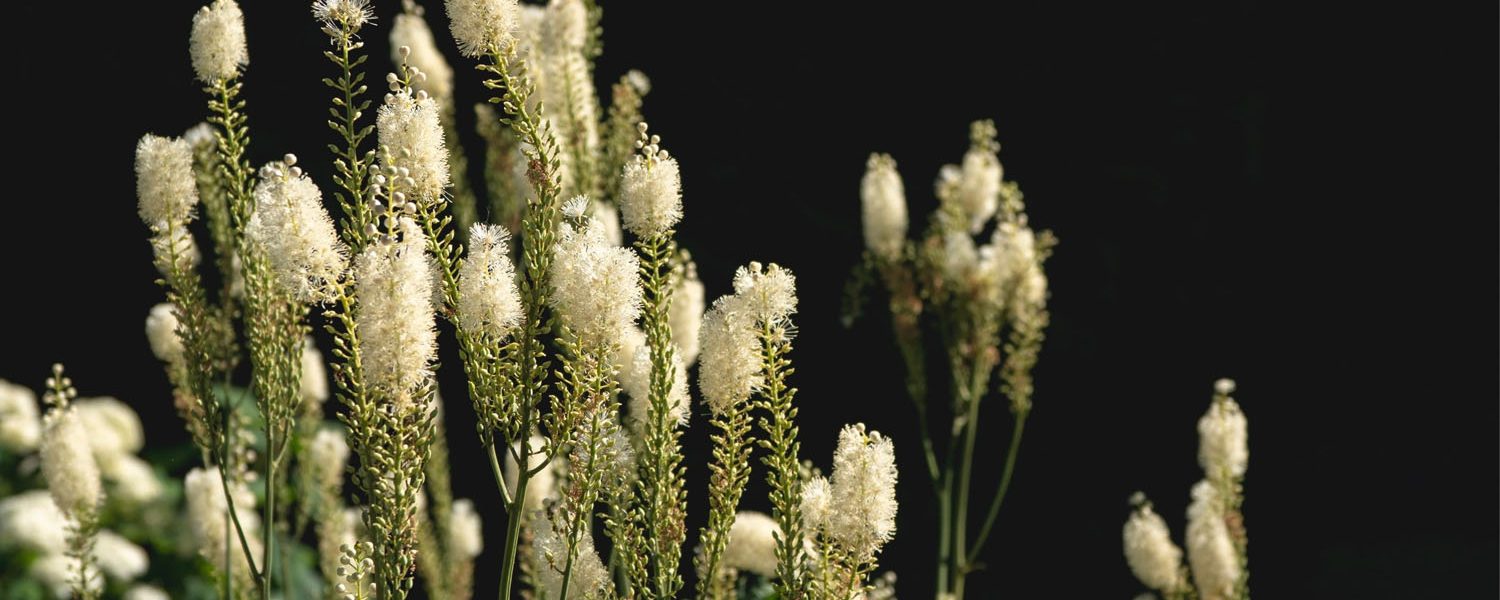 Trauben-Silberkerze für Pferde - Pferdperfekt Kräuterfibel