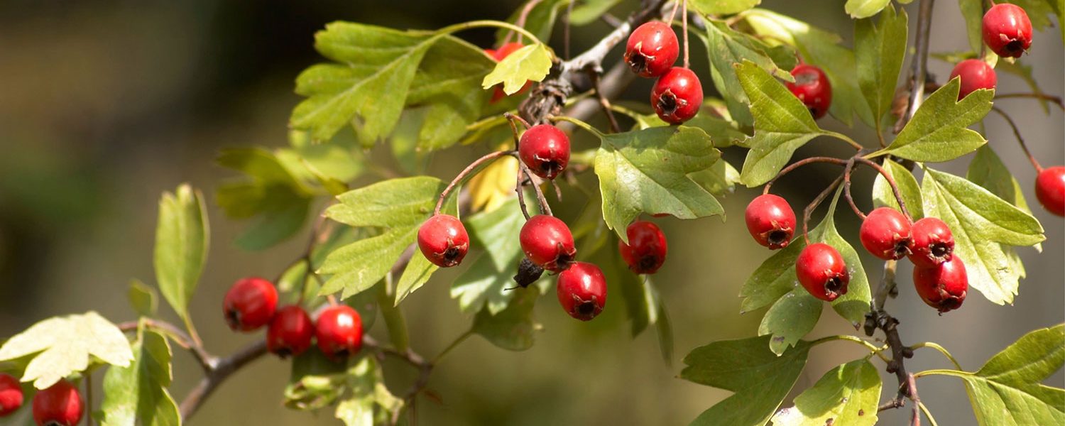 Weißdornbeeren für Pferde - Pferdperfekt-Kräuterfibel