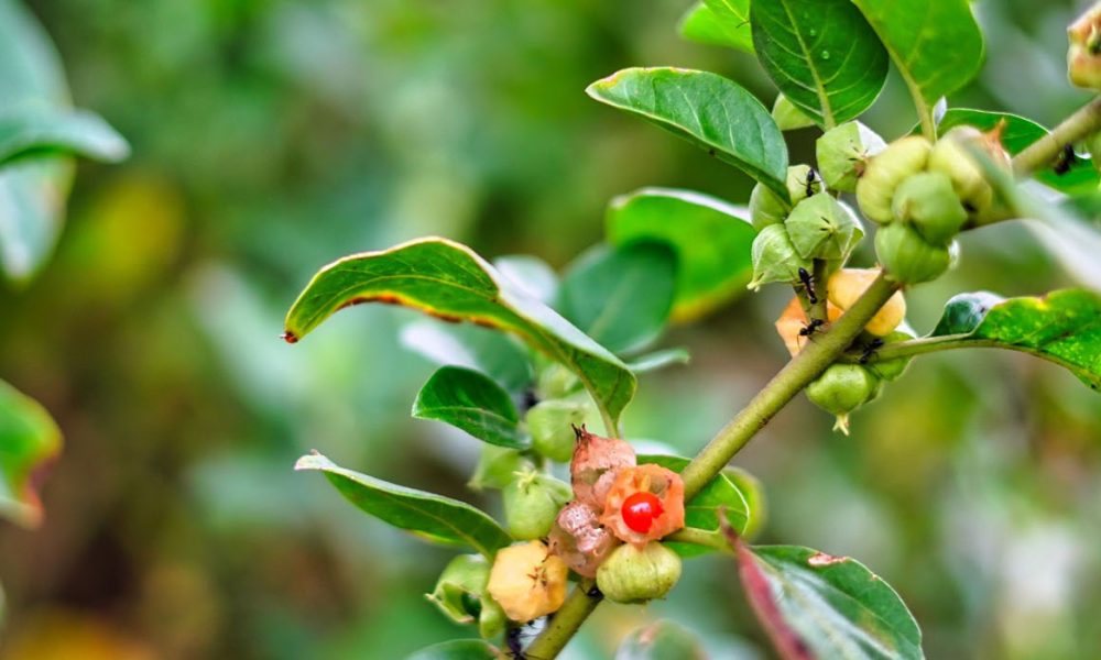 Withania für Pferde - Pferdperfekt Kräuterfibel