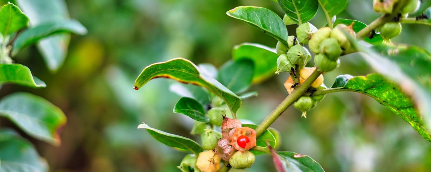 Withania für Pferde - Pferdperfekt Kräuterfibel